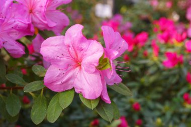 Çiçek açan pembe Japon Azalea Ericaceae çiçekleri, rhododendron çiçeği makrosu, arka plan. Evergreen dekoratif bitki ya da botanik bahçesindeki portakallar. Bahçıvanlık, bitki yetiştirme.