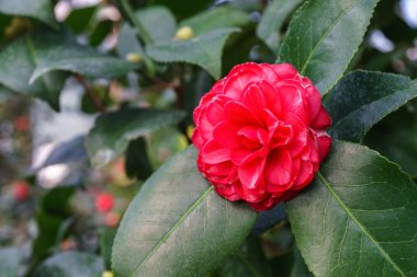 Kırmızı Camelia japonica 'nın çiçekleri, botanik bahçesindeki her zaman yeşil olan bitkiler ya da yeşil yapraklı portakallar. Genel kamelya, Japon kamelyası, ya da tsubaki yakın çekim, makro.