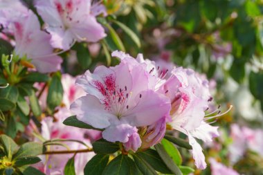Çiçekli pembe Japon Azalea Ericaceae çalısı, Pembe Dantel, rhododendron çiçeği arka planı. Evergreen dekoratif bitki ya da botanik bahçesindeki portakallar. Bahçıvanlık, bitki yetiştirme.
