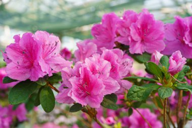 Çiçek açan pembe Japon Azalea Ericaceae çiçekleri, rhododendron çiçeği makrosu, arka plan. Evergreen dekoratif bitki ya da botanik bahçesindeki portakallar. Bahçıvanlık, bitki yetiştirme.