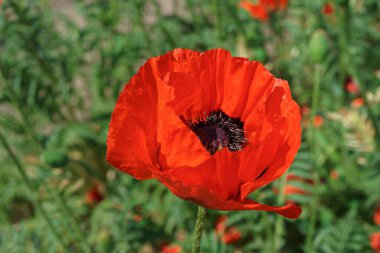 Dekoratif kırmızı gelincikler, doğulu papaver çiçekleri vahşi tarlalarda çiçek açar ya da güneşli yaz günlerinde yeşil çimlerde çayır açar. Doğa, çiçek arkaplanı, arkaplan, duvar kağıdı.