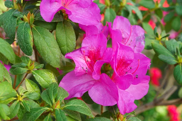 Çiçek açan pembe Japon Azalea Ericaceae çiçekleri, rhododendron çiçeği makrosu, arka plan. Evergreen dekoratif bitki ya da botanik bahçesindeki portakallar. Bahçıvanlık, bitki yetiştirme.