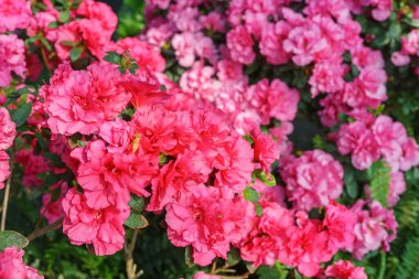 Çiçek açan pembe Japon Azalea Ericaceae çiçekleri, rhododendron çiçeği makrosu, arka plan. Evergreen dekoratif bitki ya da botanik bahçesindeki portakallar. Bahçıvanlık, bitki yetiştirme.