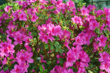 Çiçek açan pembe Japon Azalea Ericaceae çiçekleri, rhododendron çiçeği makrosu, arka plan. Evergreen dekoratif bitki ya da botanik bahçesindeki portakallar. Bahçıvanlık, bitki yetiştirme.