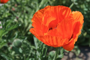 Dekoratif kırmızı gelincikler, doğulu papaver çiçekleri vahşi tarlalarda çiçek açar ya da güneşli yaz günlerinde yeşil çimlerde çayır açar. Doğa, çiçek arkaplanı, arkaplan, duvar kağıdı.