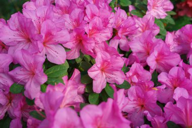 Çiçek açan pembe Japon Azalea Ericaceae çiçekleri, rhododendron çiçeği makrosu, arka plan. Evergreen dekoratif bitki ya da botanik bahçesindeki portakallar. Bahçıvanlık, bitki yetiştirme.
