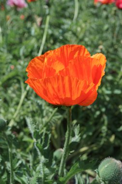 Dekoratif kırmızı gelincikler, doğulu papaver çiçekleri vahşi tarlalarda çiçek açar ya da güneşli yaz günlerinde yeşil çimlerde çayır açar. Doğa, çiçek arkaplanı, arkaplan, duvar kağıdı.