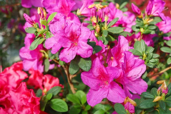 Çiçek açan pembe Japon Azalea Ericaceae çiçekleri, rhododendron çiçeği makrosu, arka plan. Evergreen dekoratif bitki ya da botanik bahçesindeki portakallar. Bahçıvanlık, bitki yetiştirme.