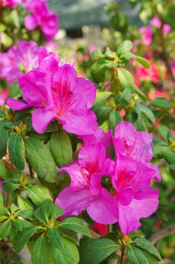 Çiçek açan pembe Japon Azalea Ericaceae çiçekleri, rhododendron çiçeği makrosu, arka plan. Evergreen dekoratif bitki ya da botanik bahçesindeki portakallar. Bahçıvanlık, bitki yetiştirme.