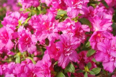 Çiçek açan pembe Japon Azalea Ericaceae çiçekleri, rhododendron çiçeği makrosu, arka plan. Evergreen dekoratif bitki ya da botanik bahçesindeki portakallar. Bahçıvanlık, bitki yetiştirme.