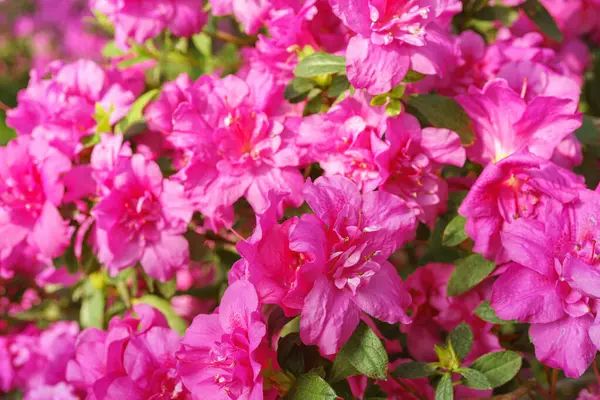 Çiçek açan pembe Japon Azalea Ericaceae çiçekleri, rhododendron çiçeği makrosu, arka plan. Evergreen dekoratif bitki ya da botanik bahçesindeki portakallar. Bahçıvanlık, bitki yetiştirme.