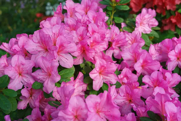 Çiçek açan pembe Japon Azalea Ericaceae çiçekleri, rhododendron çiçeği makrosu, arka plan. Evergreen dekoratif bitki ya da botanik bahçesindeki portakallar. Bahçıvanlık, bitki yetiştirme.