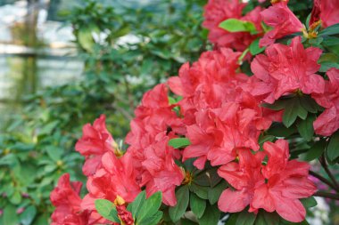 Kırmızı Japon Azalea Ericaceae çalısı tam çiçek açmış, rhododendron çiçeği makrosu, yakın plan. Evergreen dekoratif bitki ya da botanik bahçesindeki portakallar. Bahçıvanlık, bitki yetiştirme.