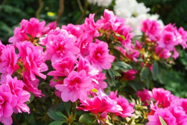 Çiçek açan pembe Japon Azalea Ericaceae çiçekleri, rhododendron çiçeği makrosu, arka plan. Evergreen dekoratif bitki ya da botanik bahçesindeki portakallar. Bahçıvanlık, bitki yetiştirme.