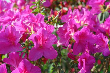 Çiçek açan pembe Japon Azalea Ericaceae çiçekleri, rhododendron çiçeği makrosu, arka plan. Evergreen dekoratif bitki ya da botanik bahçesindeki portakallar. Bahçıvanlık, bitki yetiştirme.