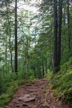 Uzun yeşil ağaçlar ve yeşil çalılıklarla çevrili gölgeli orman yolu. İzler, yürüyüş, yalnızlık ve doğa keşfi temaları için mükemmel, korunmasız kökleri ve huzurlu bir atmosferi içeriyor..