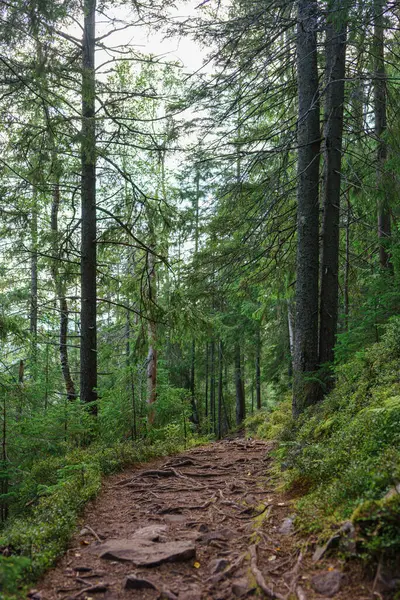 Uzun yeşil ağaçlar ve yeşil çalılıklarla çevrili gölgeli orman yolu. İzler, yürüyüş, yalnızlık ve doğa keşfi temaları için mükemmel, korunmasız kökleri ve huzurlu bir atmosferi içeriyor..