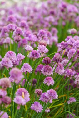Çiçek açan Frenk soğanı, canlı mor yapraklı ve yeşil saplı allium schoenoprasum çiçekleri. Bahçıvanlık, doğa ya da bitkisel bitkiler, manzara tasarımı, çiçek tarlaları için dekoratif bitki.