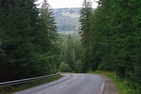 Karpatlar 'da yüksek çam ağaçlarıyla çevrili kıvrımlı dağ yolu. Yeşil yaz manzarasında huzurlu orman gezisi ve seyahat yeri, doğa ve yol teması için mükemmel..