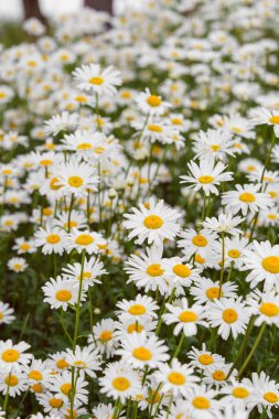 Çiçek açan beyaz papatyalar, yemyeşil arka planda büyüyen sarı merkezli papatyalar. Oxeye papatya, Leucanthemum vulgare, Common papatya, Dog papatya. Bahçıvanlık, bitki yetiştirme.