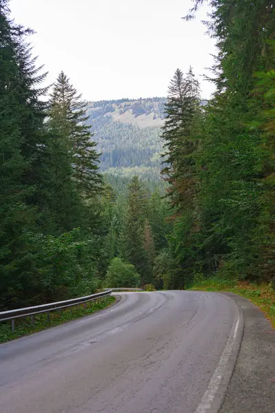 Karpatlar 'ın yoğun yeşil ormanlarında boş virajlı yol kayboluyor. Huzurlu, el değmemiş doğa yalnızlık, yol gezileri ve orman maceraları için mükemmel. Seyahat, tatil