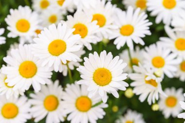 Çiçek açan beyaz papatyalar, yemyeşil arka planda büyüyen sarı merkezli papatyalar. Oxeye papatya, Leucanthemum vulgare, Common papatya, Dog papatya. Bahçıvanlık, bitki yetiştirme.