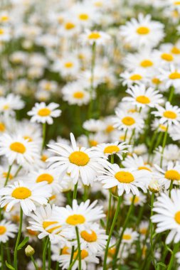 Çiçek açan beyaz papatyalar, yemyeşil arka planda büyüyen sarı merkezli papatyalar. Oxeye papatya, Leucanthemum vulgare, Common papatya, Dog papatya. Bahçıvanlık, bitki yetiştirme.