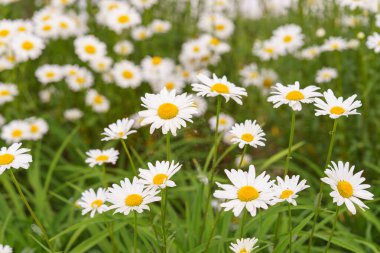 Çiçek açan beyaz papatyalar, yemyeşil arka planda büyüyen sarı merkezli papatyalar. Oxeye papatya, Leucanthemum vulgare, Common papatya, Dog papatya. Bahçıvanlık, bitki yetiştirme.