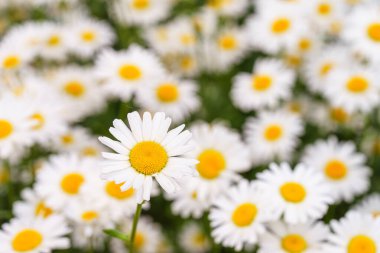 Çiçek açan beyaz papatyalar, yemyeşil arka planda büyüyen sarı merkezli papatyalar. Oxeye papatya, Leucanthemum vulgare, Common papatya, Dog papatya. Bahçıvanlık, bitki yetiştirme.