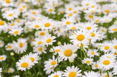 Çiçek açan beyaz papatyalar, yemyeşil arka planda büyüyen sarı merkezli papatyalar. Oxeye papatya, Leucanthemum vulgare, Common papatya, Dog papatya. Bahçıvanlık, bitki yetiştirme.