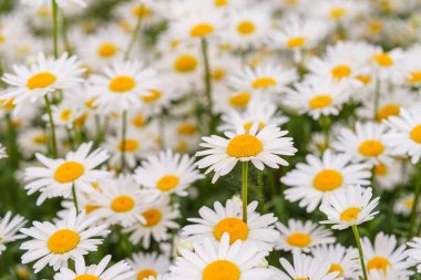 Çiçek açan beyaz papatyalar, yemyeşil arka planda büyüyen sarı merkezli papatyalar. Oxeye papatya, Leucanthemum vulgare, Common papatya, Dog papatya. Bahçıvanlık, bitki yetiştirme.