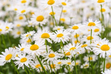Çiçek açan beyaz papatyalar, yemyeşil arka planda büyüyen sarı merkezli papatyalar. Oxeye papatya, Leucanthemum vulgare, Common papatya, Dog papatya. Bahçıvanlık, bitki yetiştirme.