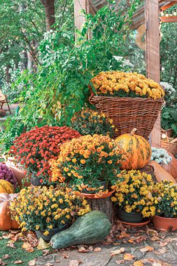 Renkli kasımpatılar ve kırsal kütüklerle çevrili parlak sarı balkabağı. Doğal bir bahçe ortamında rahat Cadılar Bayramı atmosferiyle şenlikli bir sonbahar sahnesi, bayram sonbahar dekoru.