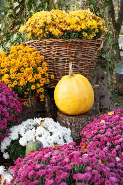 Renkli kasımpatılar ve kırsal kütüklerle çevrili parlak sarı balkabağı. Doğal bir bahçe ortamında rahat Cadılar Bayramı atmosferiyle şenlikli bir sonbahar sahnesi, bayram sonbahar dekoru.