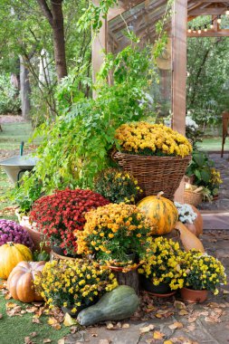 Renkli kasımpatılar ve kırsal kütüklerle çevrili parlak sarı balkabağı. Doğal bir bahçe ortamında rahat Cadılar Bayramı atmosferiyle şenlikli bir sonbahar sahnesi, bayram sonbahar dekoru.