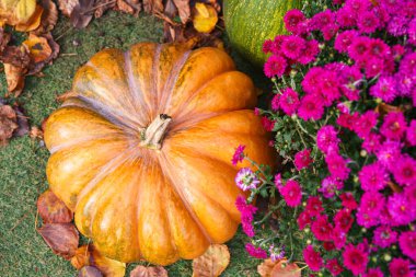 Pembe sonbahar kasımpatı çiçekleri ve yeşil çimlerin üzerine düşmüş yapraklarla çevrili parlak turuncu büyük balkabağı. Cadılar Bayramı ve sonbahar tatili tasarımı, sonbahar arka planı. Yiyecek, sebze, hasat