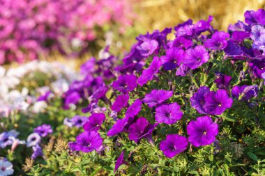 Zengin mor petunyalar yaz bahçesindeki diğer çiçekler arasında canlı bir şekilde çiçek açarlar. Açık hava ve ev dekorasyonu için çiçekler, bahçecilik, bitki yetiştirme.