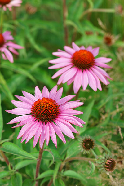 Цветущие розовый фиолетовый эхинацея, coneflowers цветы в полном цветении летом, стоя высоко в естественном поле или сад фон. Садоводство, растениеводство, лекарственные травы