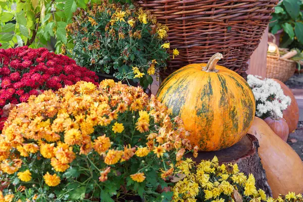 Renkli kasımpatılar ve kırsal kütüklerle çevrili parlak sarı balkabağı. Doğal bir bahçe ortamında rahat Cadılar Bayramı atmosferiyle şenlikli bir sonbahar sahnesi, bayram sonbahar dekoru.