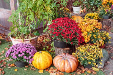 Renkli kasımpatılar ve kırsal kütüklerle çevrili parlak sarı balkabağı. Doğal bir bahçe ortamında rahat Cadılar Bayramı atmosferiyle şenlikli bir sonbahar sahnesi, bayram sonbahar dekoru.