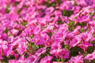 Zengin pembe petunyalar yaz bahçesindeki diğer çiçekler arasında canlı bir şekilde çiçek açarlar. Açık hava ve ev dekorasyonu için çiçekler, bahçecilik, bitki yetiştirme.