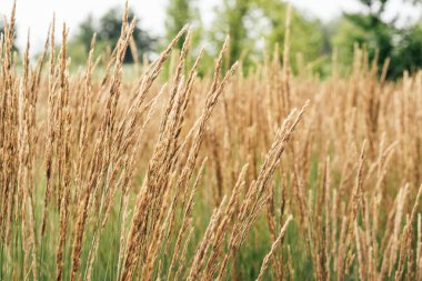 Ağaçların bulanık yeşil arka planıyla rüzgarda salınan uzun, kuru, altın otların etrafını sarın. Çiçekli yatak ve sokak manzarası tasarımı için dekoratif bitki. Yaz doğası ve kırsal kesim sakin.