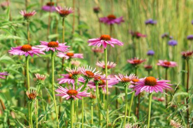 Çiçek açan pembe ekinezya, yaz mevsiminde çiçek açar, doğal tarlada ya da bahçe arka planında dimdik durur. Bahçıvanlık, bitki yetiştirme, şifalı bitkiler.