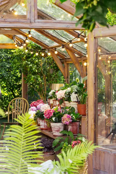 Büyüleyici ahşap seralar çiçek açan ortancalar ve canlı yeşil bitkiler, yaz yapraklarıyla çevrili, arka bahçenin arka bahçesindeki sicim lambalarının altında. Bitki yetiştirme, bahçıvanlık hobisi