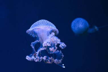Yaklaş, Phyllorhiza punctata makrosu ya da Avustralya benekli denizanası akvaryumun derin mavi sularında zarafetle sürükleniyor. Hayvan, su canlısı, sualtı yaşamı, biyolojik çeşitlilik
