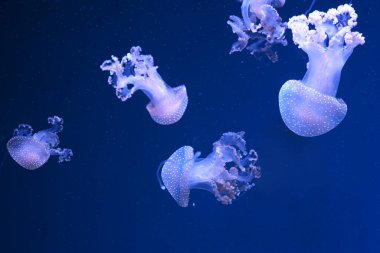 Bir grup Phyllorhiza punctata ya da Avustralya benekli denizanası akvaryumun derin mavi sularında zarafetle sürükleniyorlar. Hayvan, su canlısı, sualtı yaşamı, biyolojik çeşitlilik