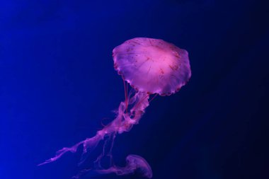Chrysaora colorata ya da akvaryumun derin mavi sularında zarif bir şekilde sürüklenen mor çizgili denizanası. Hayvan, su canlısı, sualtı yaşamı, biyolojik çeşitlilik