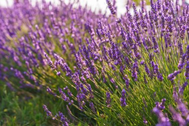 Güçlü yaz ışığı altında çiçek açan lavanta tarlasının geniş görüşü. Canlı mor çiçeklerden oluşan sıra sıra diziler, hoş kokuyu temsil eden çarpıcı doğal dokular oluşturur. Peyzaj, doğal arka plan, bitkisel duvar kağıdı