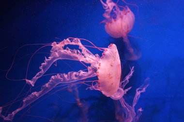 Chrysaora colorata ya da akvaryumun derin mavi sularında zarif bir şekilde sürüklenen mor çizgili denizanası. Hayvan, su canlısı, sualtı yaşamı, biyolojik çeşitlilik