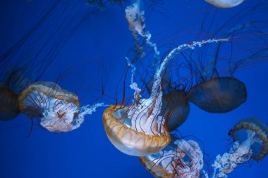 Bir grup Chrysaora fuscescens ya da Pasifik deniz ısırganları akvaryumun derin mavi sularında zarifçe sürükleniyorlar. Hayvan, su canlısı, sualtı yaşamı, biyolojik çeşitlilik